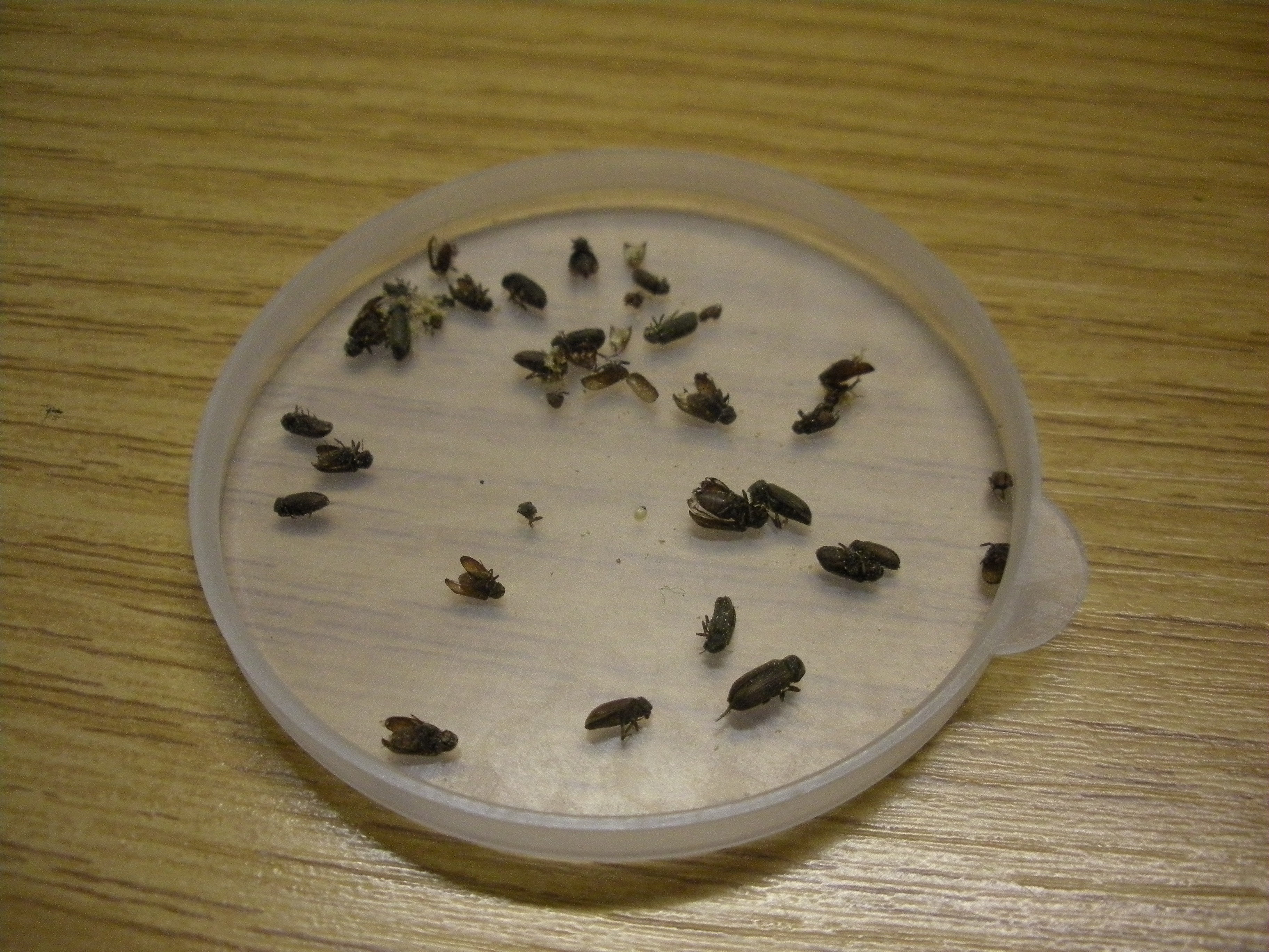 Pests Nostell Priory Conservation Blog